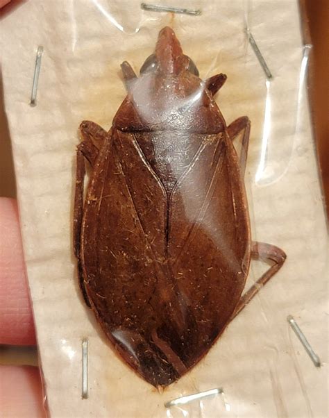 Belostoma sp. - BioQuipBugs