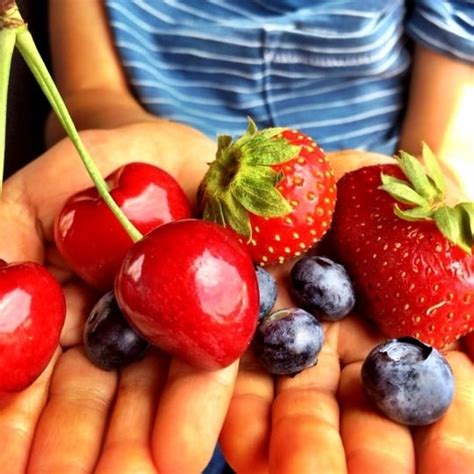 Mercier Orchards in Blue Ridge, Georgia - Kid-friendly Attractions ...