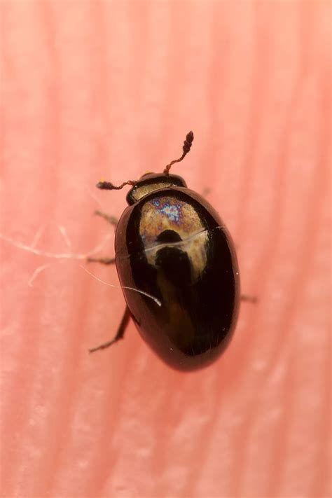 Olibrus aeneus (Glattkäfer) - Kleintiergalerie