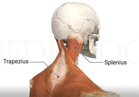 5 Natural Ways To Relieve Your Neck Pain - Dynamic Physical Therapy