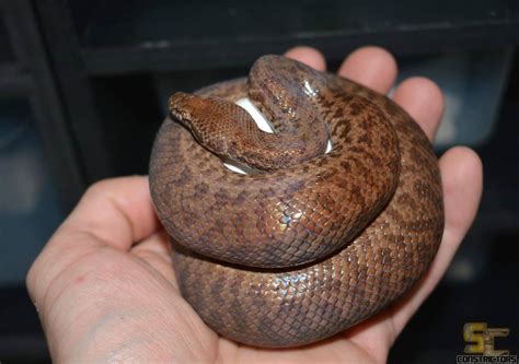 anthill python   smallest  reptile report