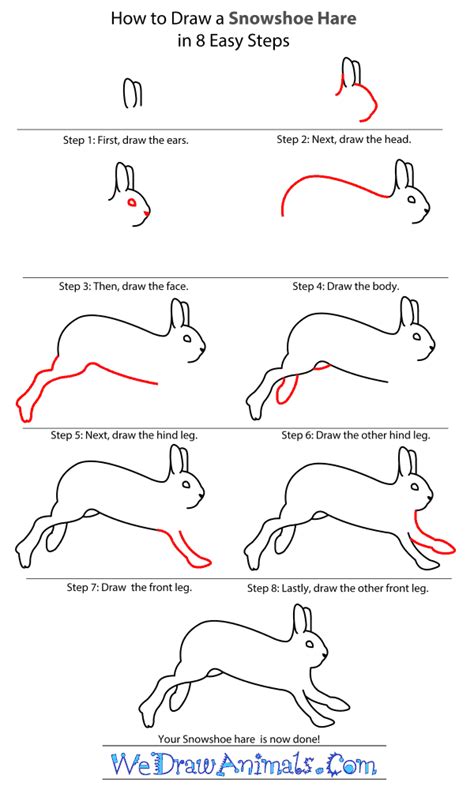 how to draw a hare