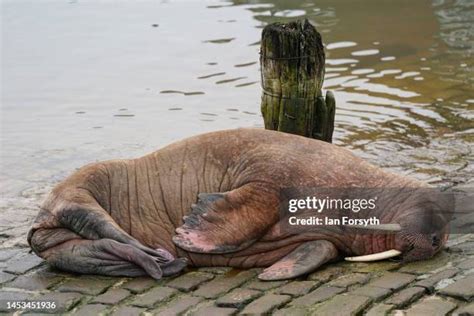 Image Of Walrus Photos and Premium High Res Pictures - Getty Images