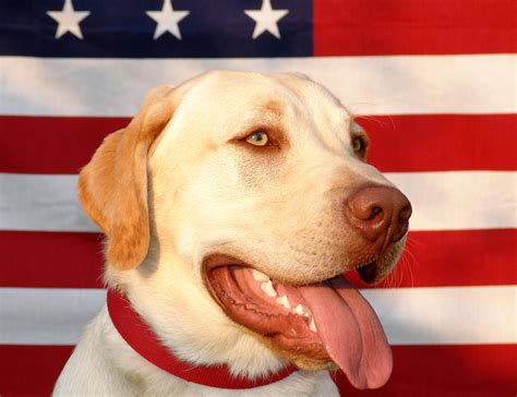 √√ Cute Puppies Connecticut USA - Buy Puppy In Your Area