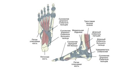Длинный сгибатель большого пальца стопы - KinesioPro