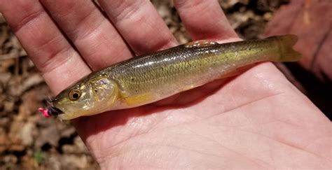 Fishing for the creek chub – 365 Angler