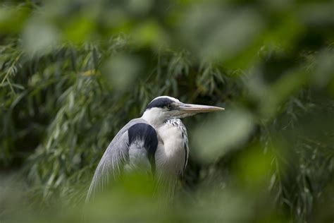 SIVA ČAPLJA (Ardea cinerea) | Zoo Zagreb
