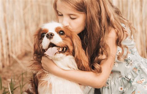 Top 10 Best Therapy Dog Breeds - Pet Hub USA
