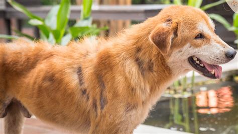 Allergisch gegen die Umwelt - Atopische Dermatitis bei Hunden
