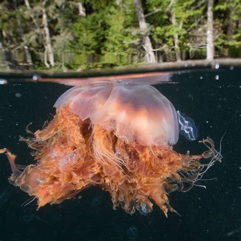 scariest ocean animal 6