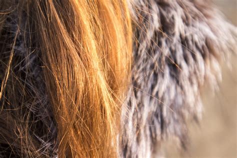 Brown Hair Grey - Free photo on Pixabay - Pixabay