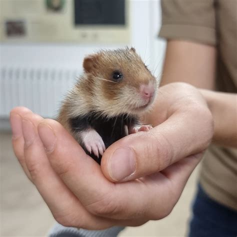 european hamster zoo berlin