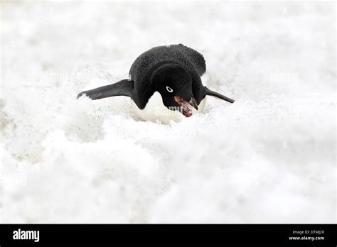 Penguin antarctica eating hi-res stock photography and images - Alamy