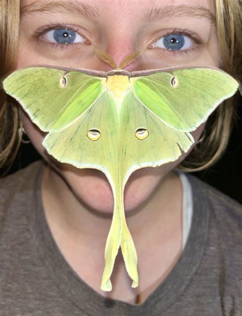 This photo of a Luna Moth I was able to take after it landed on my sister