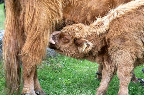 Highland Cow Photos, Download The BEST Free Highland Cow Stock Photos ...