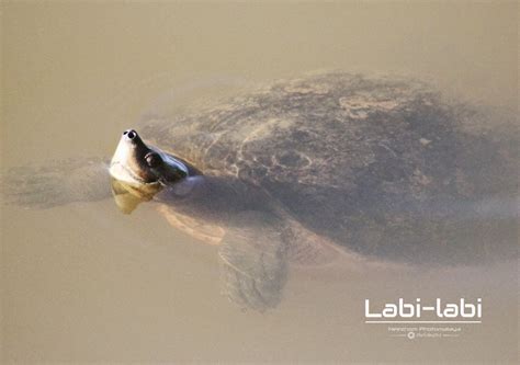 Labi-labi muncul di permukaan air - Neezhom Photomalaya