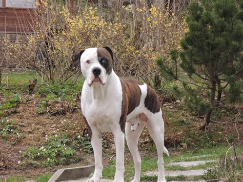 Amerikanbulldoggi Nero: Voihan Vappu