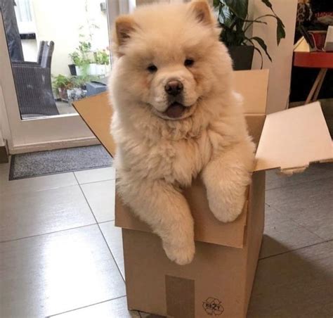 14 Pics Proving That Chow Chow is the Cutest Dog Breed Ever | PetPress ...