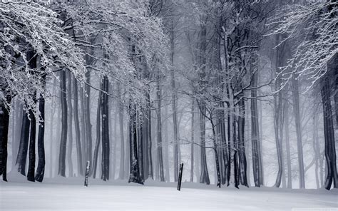 winter forest wallpapers top  winter forest backgrounds