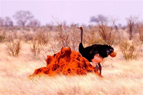 2023 3 Days (2 nights); Tsavo East & West Safari: - Reserve Now