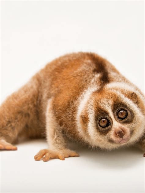 What the trusted hardwick funeral loris provides for the region 20