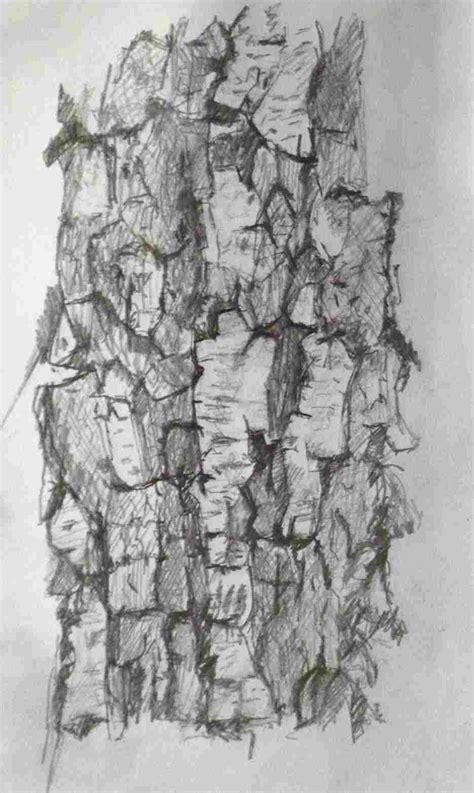 Birch Tree Drawing at PaintingValley.com | Explore collection of Birch ...