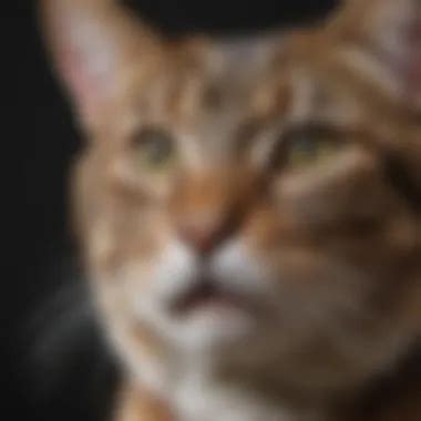 Understanding Cat Years: Feline Aging Explained