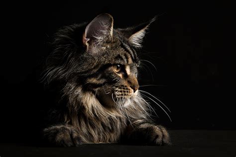 Мэйкуны - мистические коты