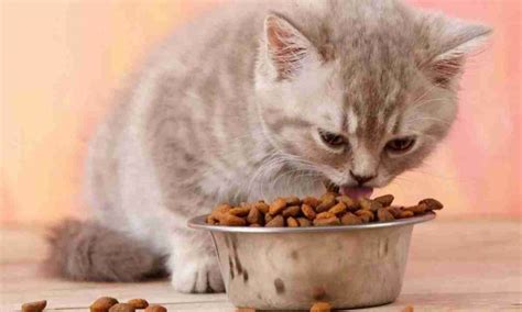 Чим годувати кота?