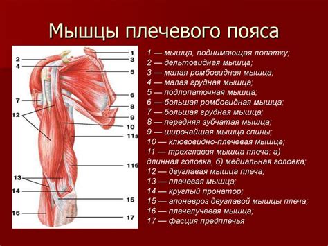 Мышцы плечевого пояса
