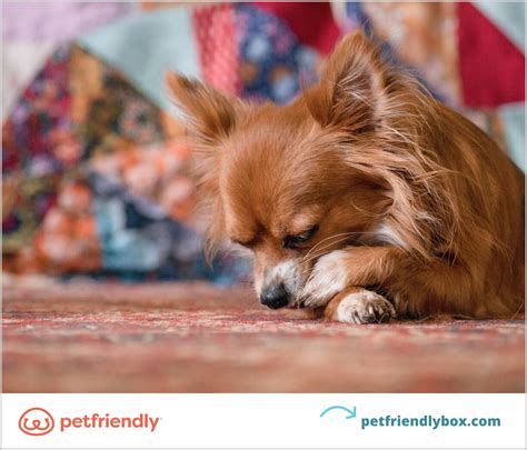 Do Dogs Get Allergies: 9 Common Dog Allergy Symptoms - PetFriendly Box