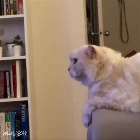 Cat reacting to a lion on TV is the dose of cuteness you need