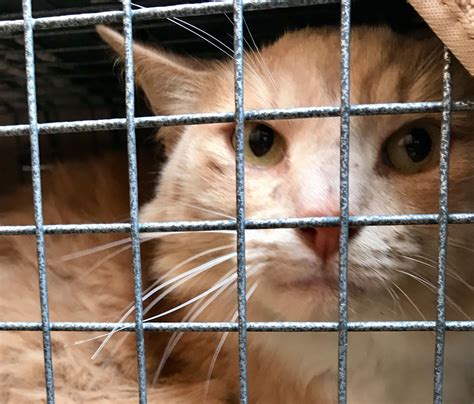 Campus Cat Coalition, Inc.... - Campus Cat Coalition, Inc.