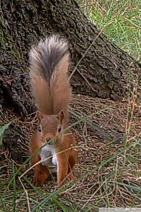 New Squirrel on the patch | Alford Wildview
