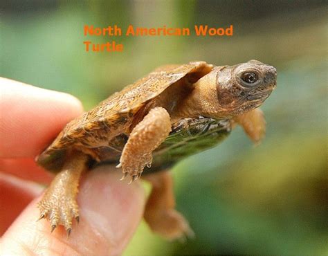 North American Wood Turtles for sale | The Turtle Source