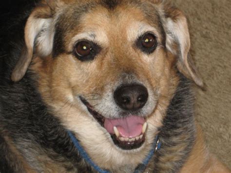 beagle mix  stock photo public domain pictures