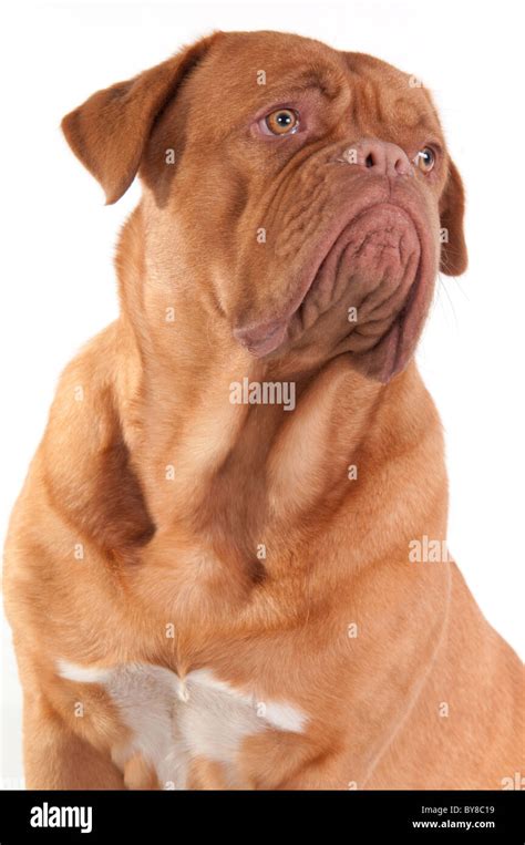 Portrait of french mastiff looking aside Stock Photo - Alamy