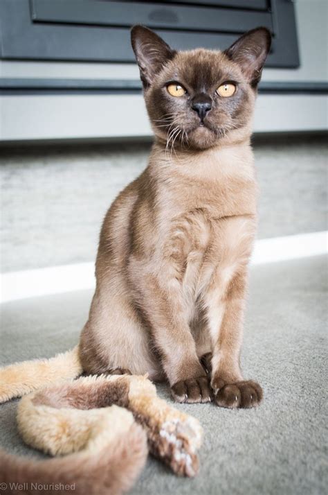 Cats burmese cat funny cat famous cats modern cats animals cat ...