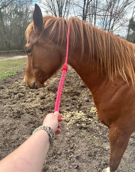 lariat quick catch loop rope horse etsy