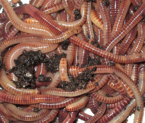 Worms history and some interesting facts