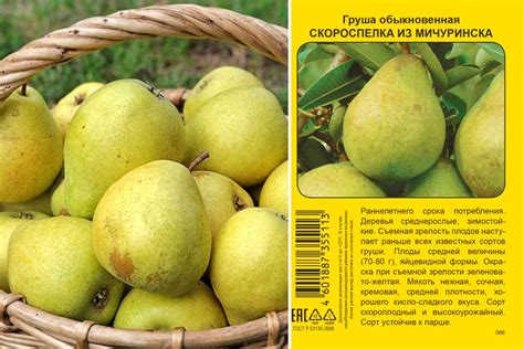 Груша Скороспелка из Мичуринска (Мичуринская скороспелка)