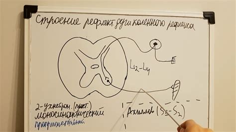 Рефлекторная дуга коленного рефлекса+Ахиллов рефлекс - YouTube