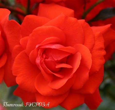 Роза «Салита» — описание, фото и характеристики сорта