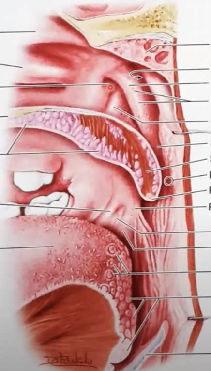 anatomy: nasopharynx Diagram | Quizlet