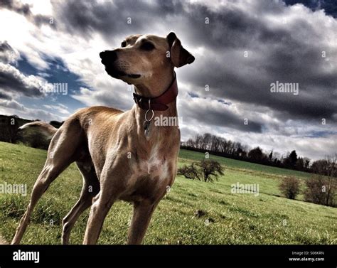 Lurcher dog on alert Stock Photo - Alamy