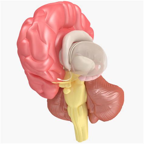 3d brain anatomy model