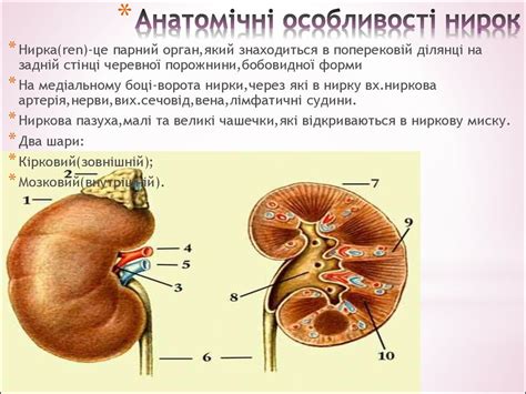 Фізіологія виділення - презентация онлайн