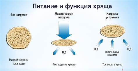 Артогистан — инструкция по применению, цена, аналоги