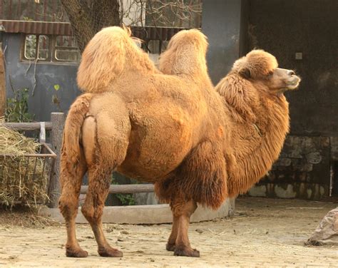 50 Amazing Camel Facts About This Unique Animal - Facts.net