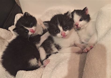 kittens cuckoodesign